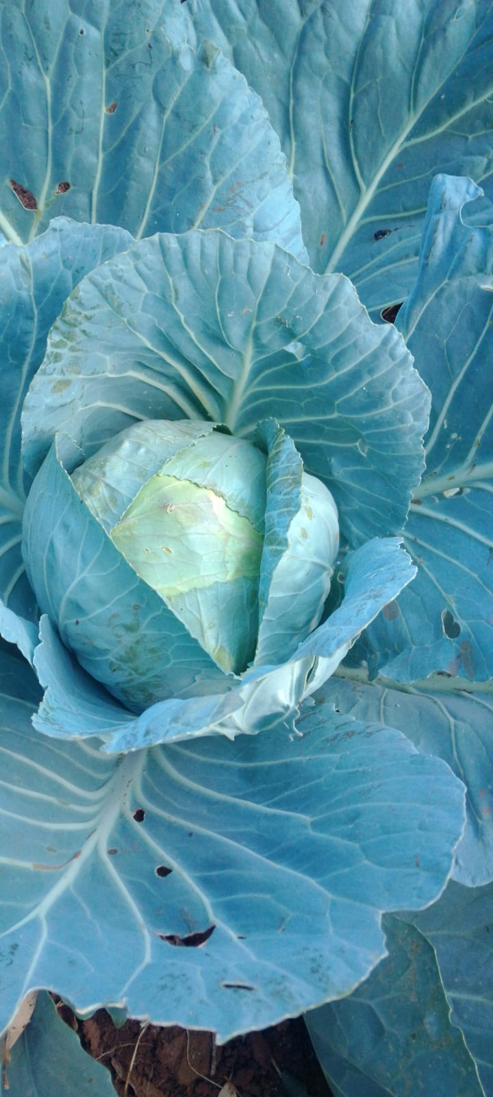 F1 Cabbages